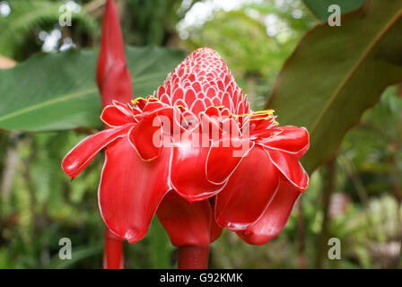 Rote Lampe Ingwer, Etlingera Elatior im tropischen Garten, Australien Stockfoto