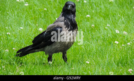 Graue große Rabe auf der grünen Wiese, schaut sich um Stockfoto