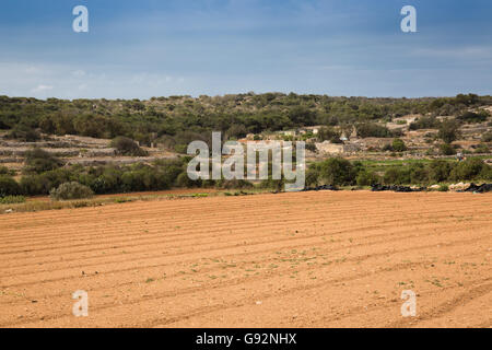 Rückgewinnung von steinigen Boden auf der Insel Malta ist hart für die kleinen Landwirte. Stockfoto