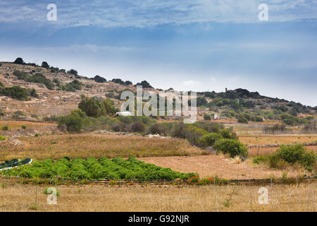 Rückgewinnung von steinigen Boden auf der Insel Malta ist hart für die kleinen Landwirte. Stockfoto