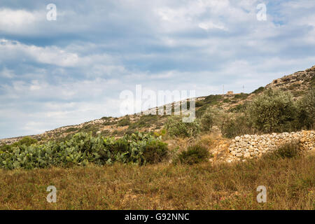 Rückgewinnung von steinigen Boden auf der Insel Malta ist hart für die kleinen Landwirte. Stockfoto