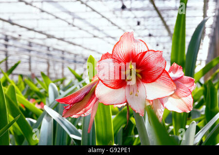 Amaryllis blühende Pflanze Anbau im Gewächshaus Stockfoto