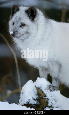 Fleck, ein arktischer Fuchs, entspannt sich im Schnee im Wildwood Trust in der Nähe von Canterbury in Kent, nach einer weiteren Nacht des Schnees über den Südosten Englands am Mittwoch, den 28. Dezember 2005. Es wird erwartet, dass heute einige Teile des Landes von bis zu sechs Zoll Schnee und Temperaturen unter dem Gefrierpunkt getroffen werden, da sich das winterliche Wetter verschlechtern wird. Siehe PA Geschichte WETTER Schnee. DRÜCKEN SIE VERBANDSFOTO. Der Bildnachweis sollte lauten: Gareth Fuller/PA. Stockfoto