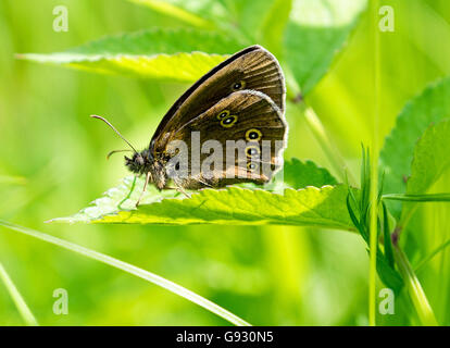 Seitenansicht eines Ringel-Schmetterlings (Aphantopus hyperantus), der mit den Flügeln nach oben ruht Stockfoto