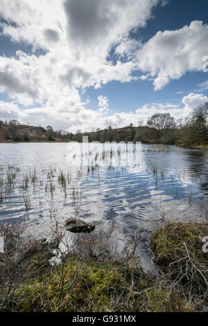 BSB-Bach im Gwydir Forest Park in der Nähe von Betwsy Coed Nordwales mit Blick auf die Berge von Snowdonia Stockfoto