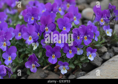 Wilde Stiefmütterchen (Viola Tricolor) Stockfoto