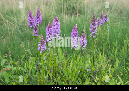 Moorland entdeckt Orchidee (Dactylorhiza Maculata), Emsland, Niedersachsen, Deutschland Stockfoto