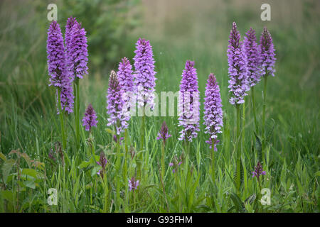 Moor-Orchidee (Dactylorhiza Maculata) gesichtet, auf Wiese, Emsland, Niedersachsen, Deutschland Stockfoto