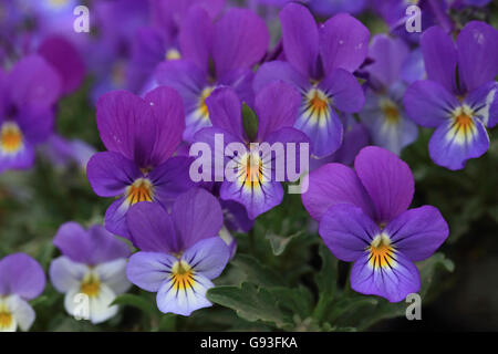 Wilde Stiefmütterchen (Viola Tricolor) Stockfoto