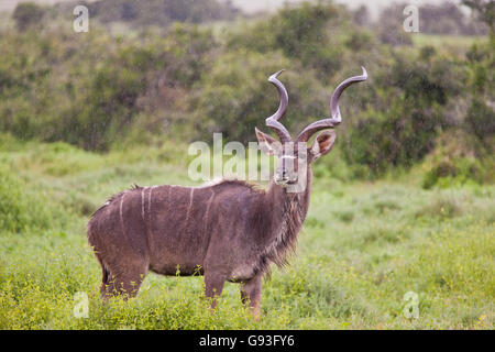 Große Kudu (Tragelaphus Strepsiceros) im Addo Elephant Park, Südafrika Stockfoto