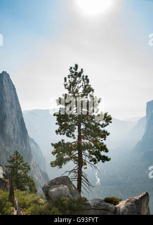 Baum, Blick auf Yosemite Valley, Taft Point, El Capitan, Yosemite-Nationalpark, Kalifornien, USA Stockfoto