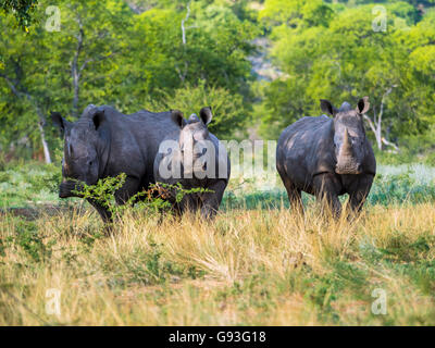 Drei weiße Rhinoceros (Ceratotherium Simum) stehen im Buschland, Ongaya Game Reserve, Outja, Namibia Stockfoto