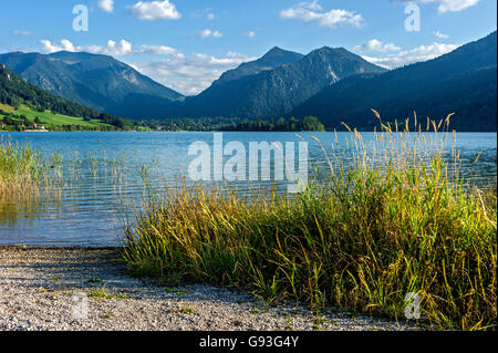 Schilf (Phragmites Australis) am Schliersee am See, Brecherspitz Berg und Spitzingsattel Berg, Mangfall Berge Stockfoto