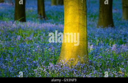 Morgenlicht in des Königs Holz, einem englischen Bluebell Waldgebiet in Kent. Stockfoto