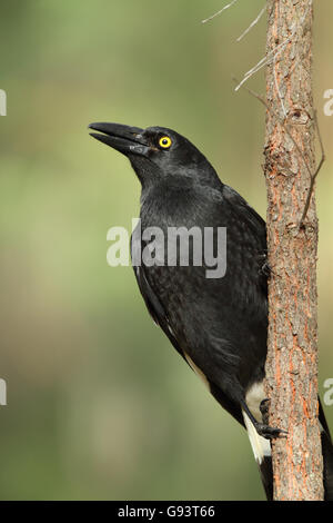 Ein Pied Currawong, Strepera Graculina, thront auf einem dünnen Baumstamm singen in den frühen Morgenstunden Stockfoto