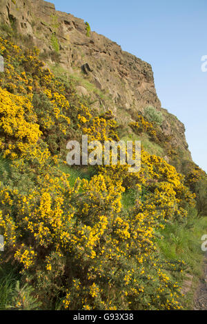Salisbury Crags, Holyrood Park, Edinburgh, Schottland Stockfoto