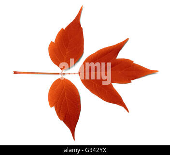Roter Herbst Blatt. Isoliert auf weißem Hintergrund. Stockfoto