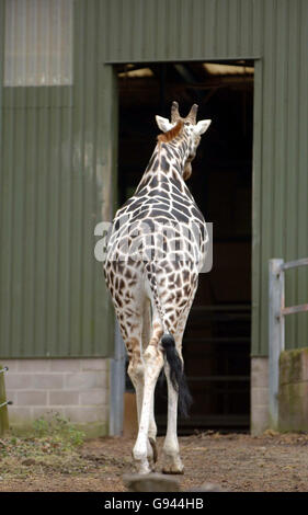 Paddy, die Giraffe, macht sich auf den Weg in sein jetzt leeres bedecktes Gebiet im Paignton Zoo, Devon, Paignton Zoo, Devon, Montag, 13. Februar 2006. Er verlor sowohl seinen Kumpel als auch sein Kalb in dieser überdachten Einhausung während eines Feuers über Nacht. Paddy wurde von Zoomitarbeitern gerettet, bevor ihn Dämpfe überwölben. Die Polizei untersucht das Feuer, das vermutlich in der Einstreu von Heu im Elefantenhaus des Zoos ausbricht. Der Zoo wurde berühmt, als er in einer BBC-Dokumentation gezeigt wurde. Siehe PA Geschichte FEUER Giraffen. Bildnachweis sollte Barry Bachelor/PA lauten. Stockfoto