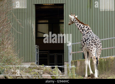 Feuer-Giraffen Stockfoto