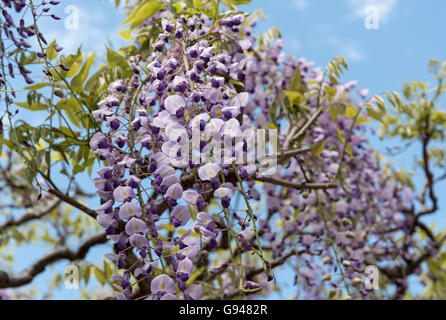 Sunazuri-keine-Fuji (Wisteria Floribunda), japanischer Blauregen Blumen, Kasuga-Taisha-Schrein, Nara, Japan Stockfoto