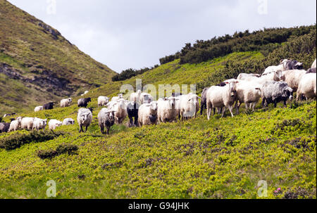 Schafherde auf dem grünen Rasen Stockfoto
