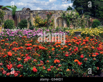 Rosen wachsen im Garten am Hever Castle Stockfoto