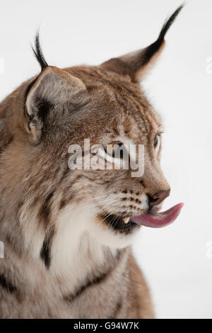 Männliche Eurasischen Luchs, Europa / (Lynx Lynx) Stockfoto