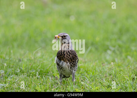 Wacholderdrossel, Niedersachsen, Deutschland, (Turdus Pilaris) Stockfoto