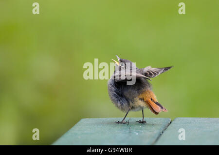Young Black Redstart, Niedersachsen, Deutschland, (Phoenicurus Ochruros) Stockfoto