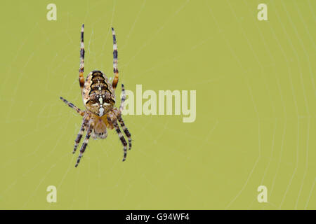 Europäische Kreuzspinne mit Spinnennetz, Niedersachsen, Deutschland, (Araneus Diadematus) Stockfoto