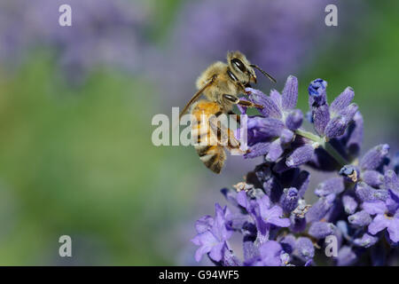 Honigbiene auf Lavendel, Niedersachsen, Deutschland, (Apis Mellifera), (Lavandula Angustifolia) Stockfoto