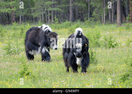 Yaks, See Choevsgoel, Choevsgoel, Mongolei, (Bos Mutus Grunniens) Stockfoto