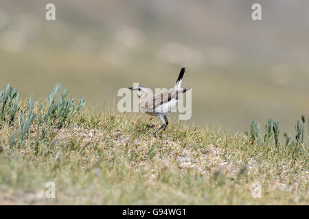 Isabellinische Steinschmätzer, Mongolei (Oenanthe Isabellina) Stockfoto