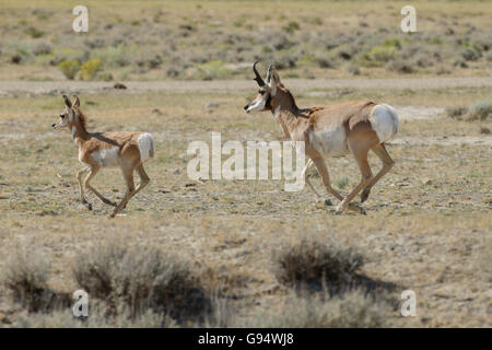 Gabelbock, Wyoming, USA, (Antilocapra Americana) Stockfoto