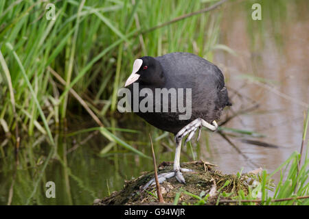 Eurasische Wasserhuhn, Baden-Württemberg, Deutschland, (Fulica Atra) Stockfoto