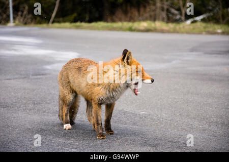 Roter Fuchs auf dem Parkplatz, Niedersachsen, Deutschland, (Vulpes Vulpes) Stockfoto