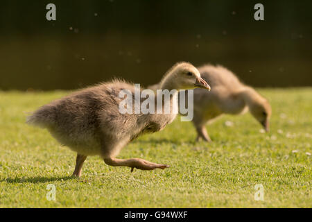 Graugans, Gosling, Hessen, Deutschland-,(Anser anser) Stockfoto