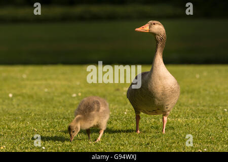 Graugans mit Gosling, Hessen, Deutschland-,(Anser anser) Stockfoto