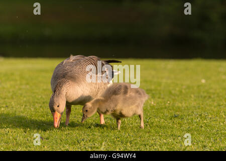 Graugans mit Gosling, Hessen, Deutschland-,(Anser anser) Stockfoto
