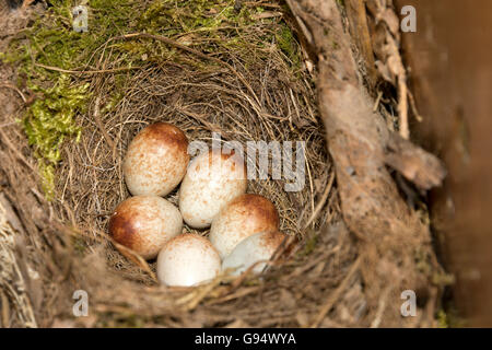 Eiern und Nest von Rotkehlchen, Niedersachsen, Deutschland, (Erithacus Rubecula)