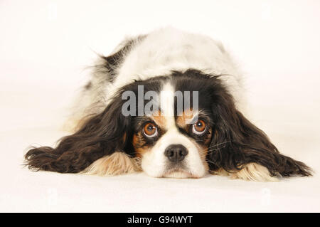 Cavalier King Charles Spaniel, Tricolor Stockfoto