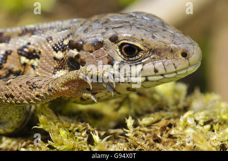 Sand Lizard, weibliche / (Lacerta Agilis) Stockfoto