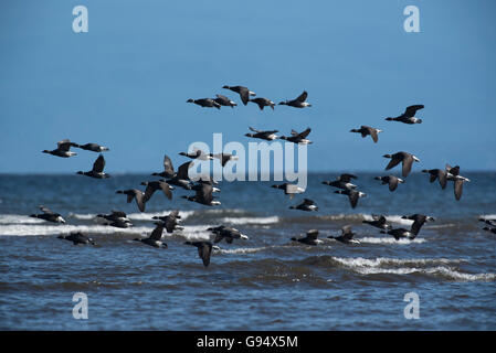 Brant Gänse kommen im Frühjahr auf Vancouver Island Westküste von Kanada. SCO 10.525. Stockfoto