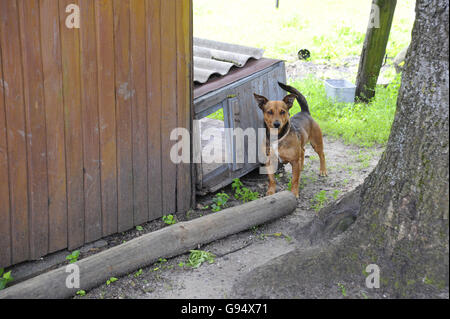 Watch-Dog auf Kette, Ermland-Masuren, Polen / Masuren Stockfoto