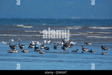 Brant Gänse kommen im Frühjahr auf Vancouver Island Westküste von Kanada.  SCO 10.526. Stockfoto