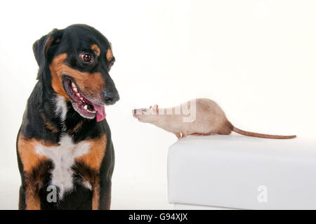 Mischling Hund und inländischen Ratte Stockfoto