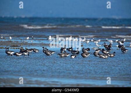 Brant Gänse kommen im Frühjahr auf Vancouver Island Westküste von Kanada.  SCO, 528. Stockfoto