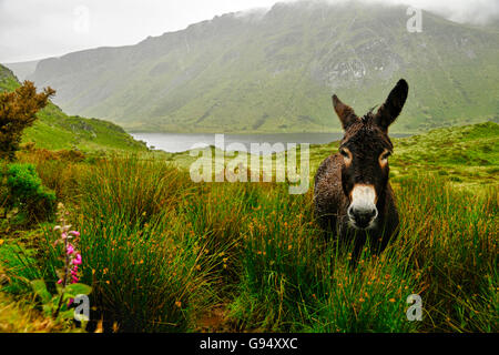 Inländische Esel, Lough Annascaul, Annascaul, Halbinsel Dingle, County Kerry, Irland / Anascaul Stockfoto