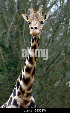 Tiere Giraffe Stockfoto