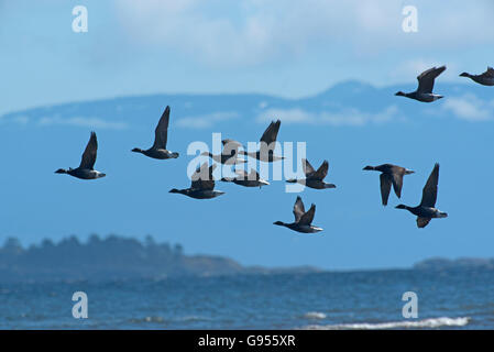 Brant Gänse kommen im Frühjahr auf Vancouver Island Westküste von Kanada. SCO 10.520. Stockfoto